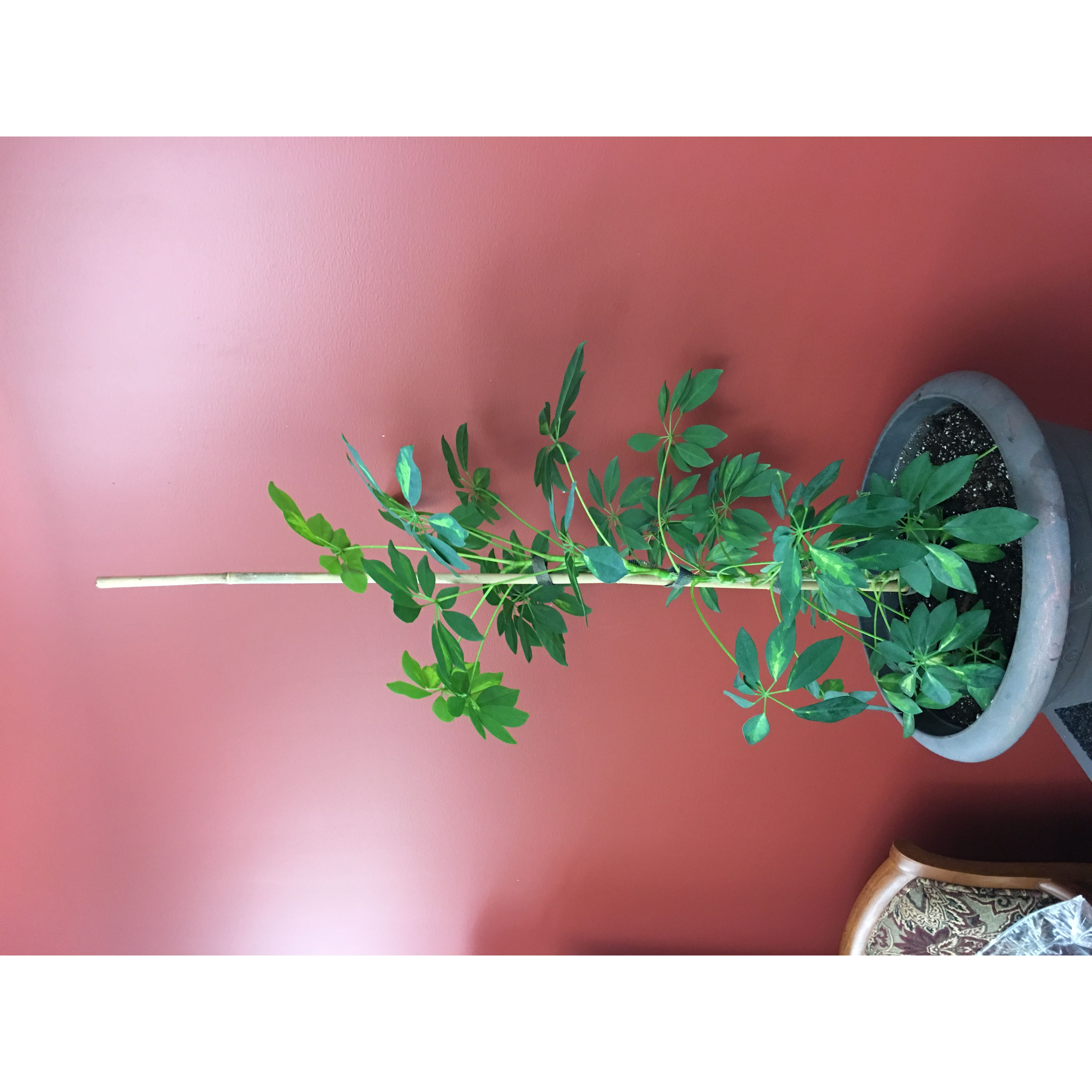 Made In USA | “Tomato Snaps” Versatile Garden Plant Straps.