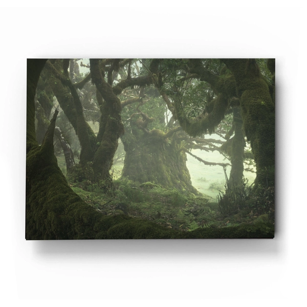 Among the Ancients - Acrylic Wall Art